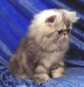 baby love bebe.jpg (24 ko)